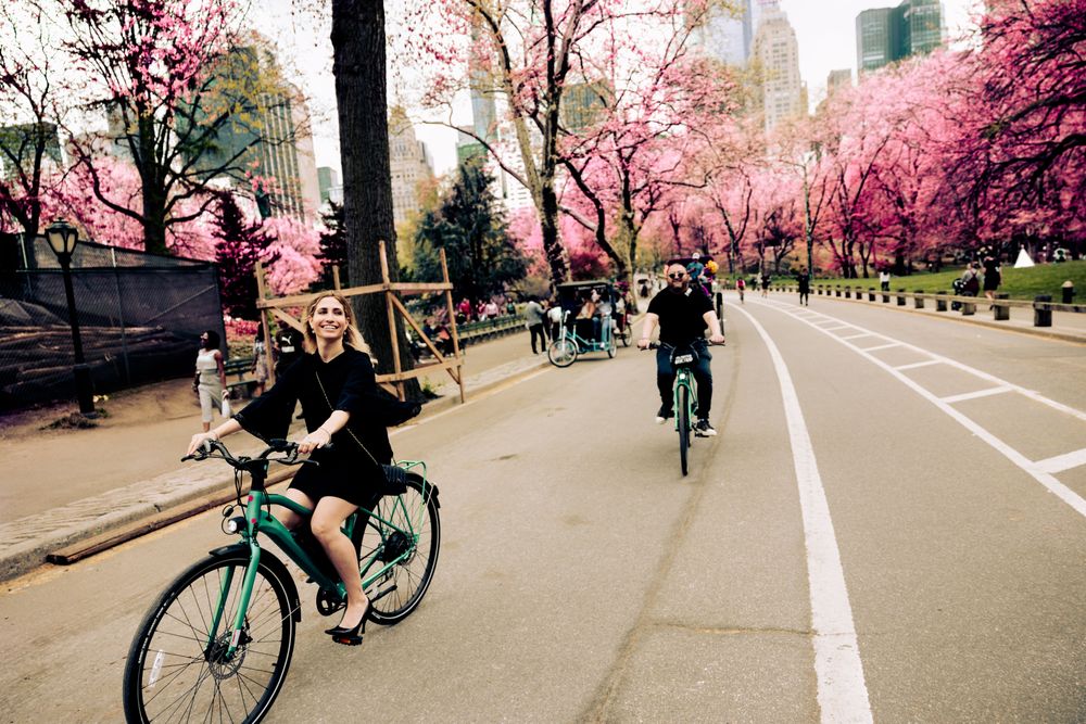 People enjoying a bicycle ride in a park with blooming cherry blossoms.